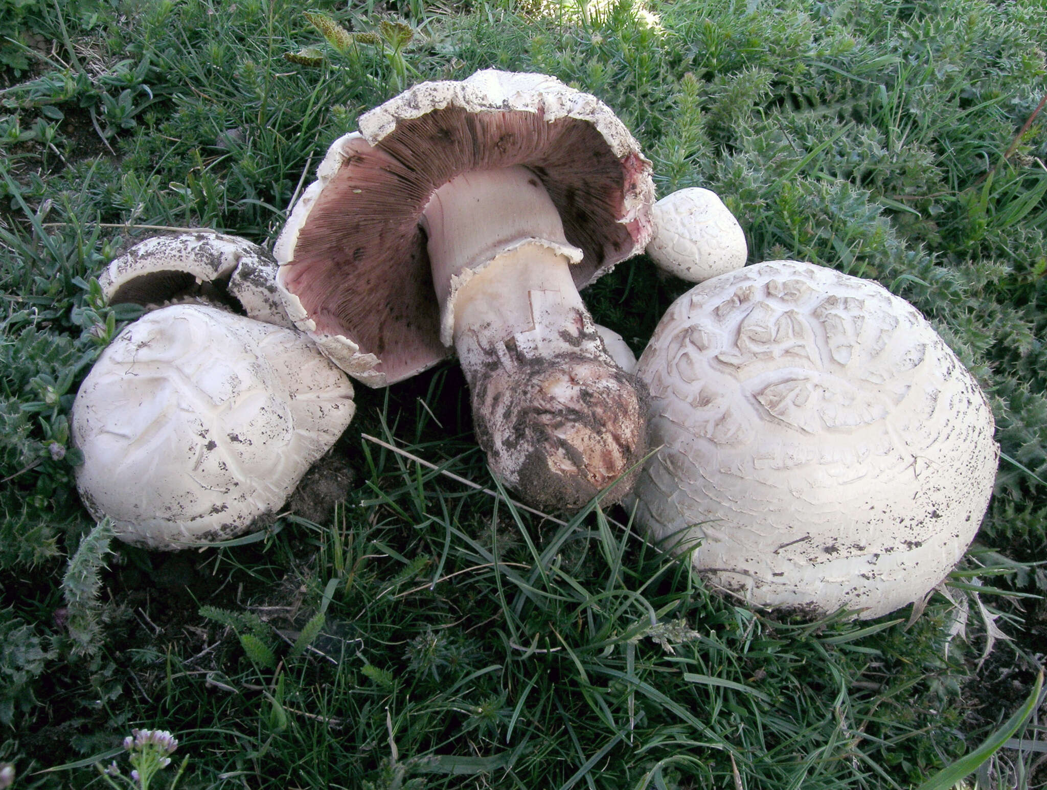 Image of Agaricus litoralis (Wakef. & A. Pearson) Pilát 1952