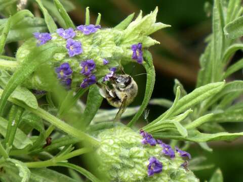 Image of Anthophora quadrimaculata (Panzer 1798)