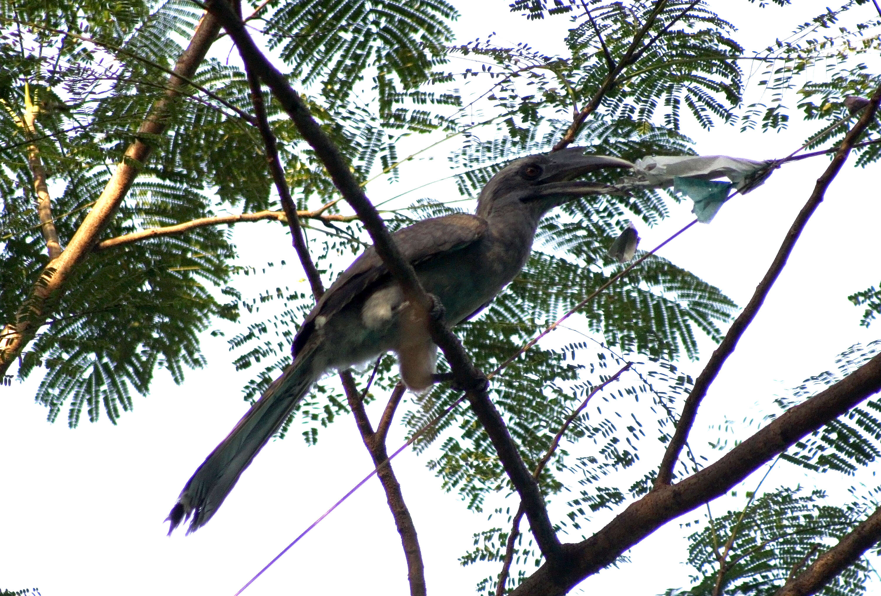 Image of Indian Grey Hornbill