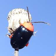 Image of Shiny Flea Beetle