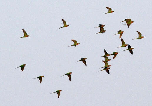 Image of Moustached Parakeet