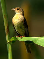 Image of Brown-headed Bunting