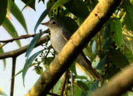 Image of Rusty-tailed Flycatcher