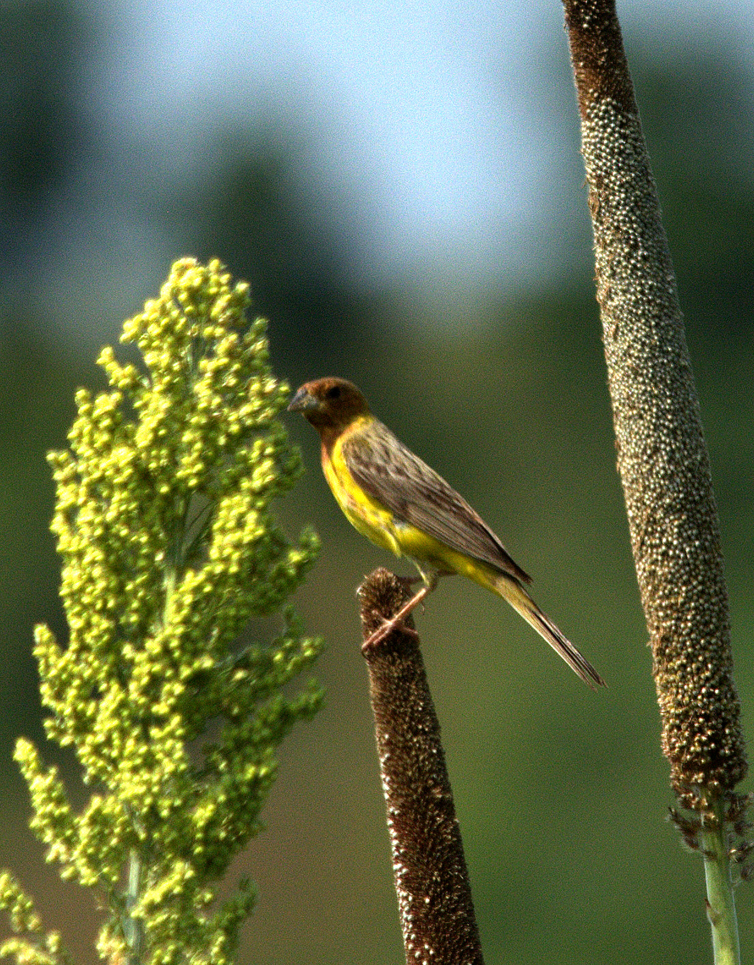 Image of Brown-headed Bunting