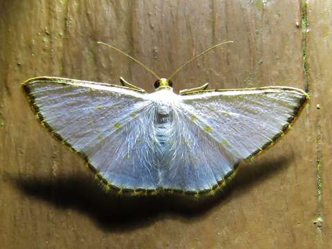 Image of Leuciris fimbriaria Stoll 1781