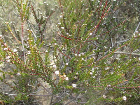 Image of Phylica stenopetala Schltr.