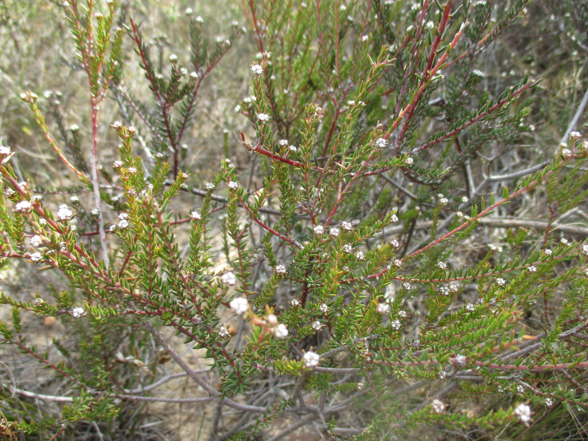 Image of Phylica stenopetala Schltr.