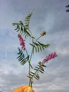 Image of bird vetch