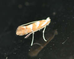 Image of Phyllonorycter argentinotella (Clemens 1859)