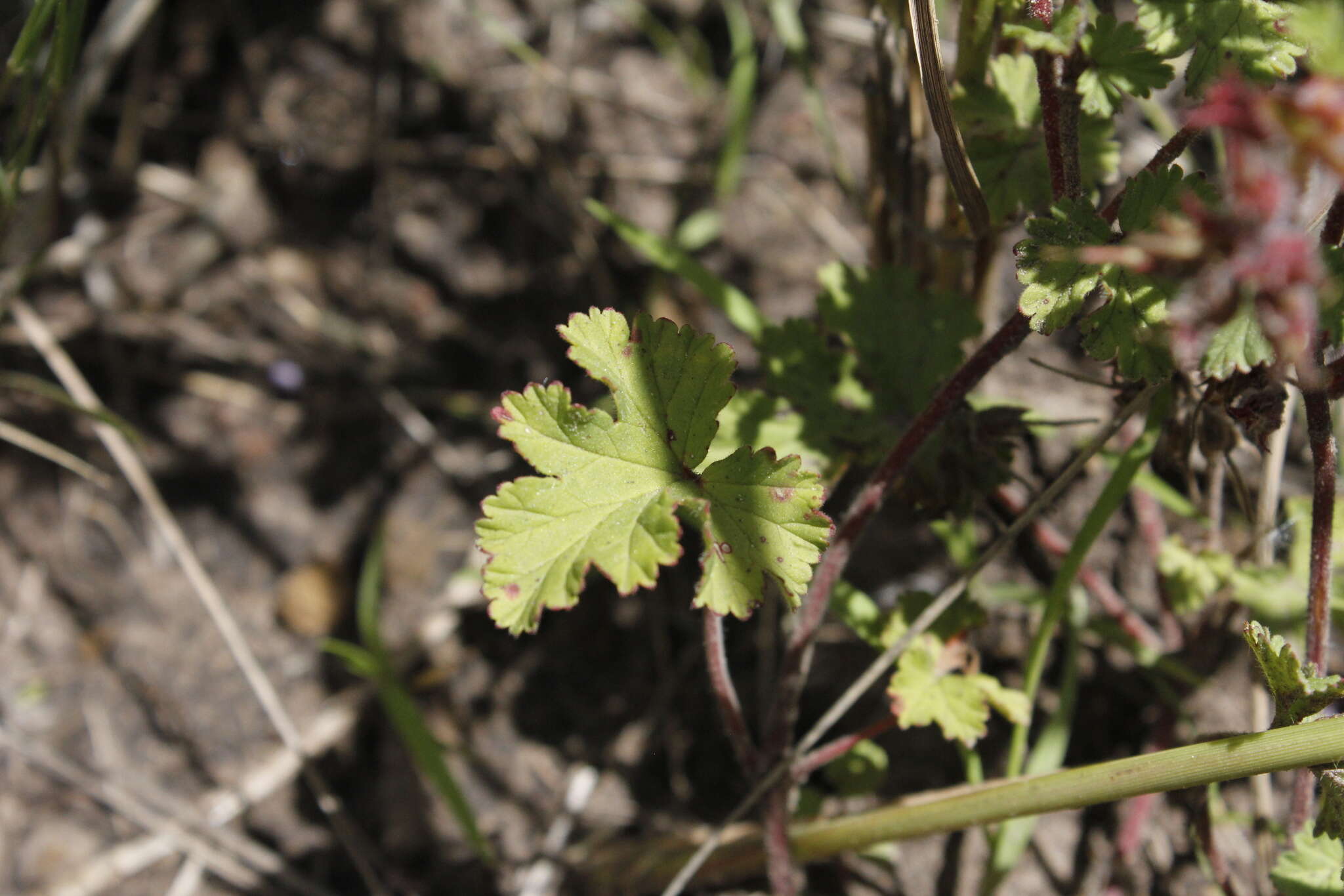 Image of Pelargonium capituliforme Knuth