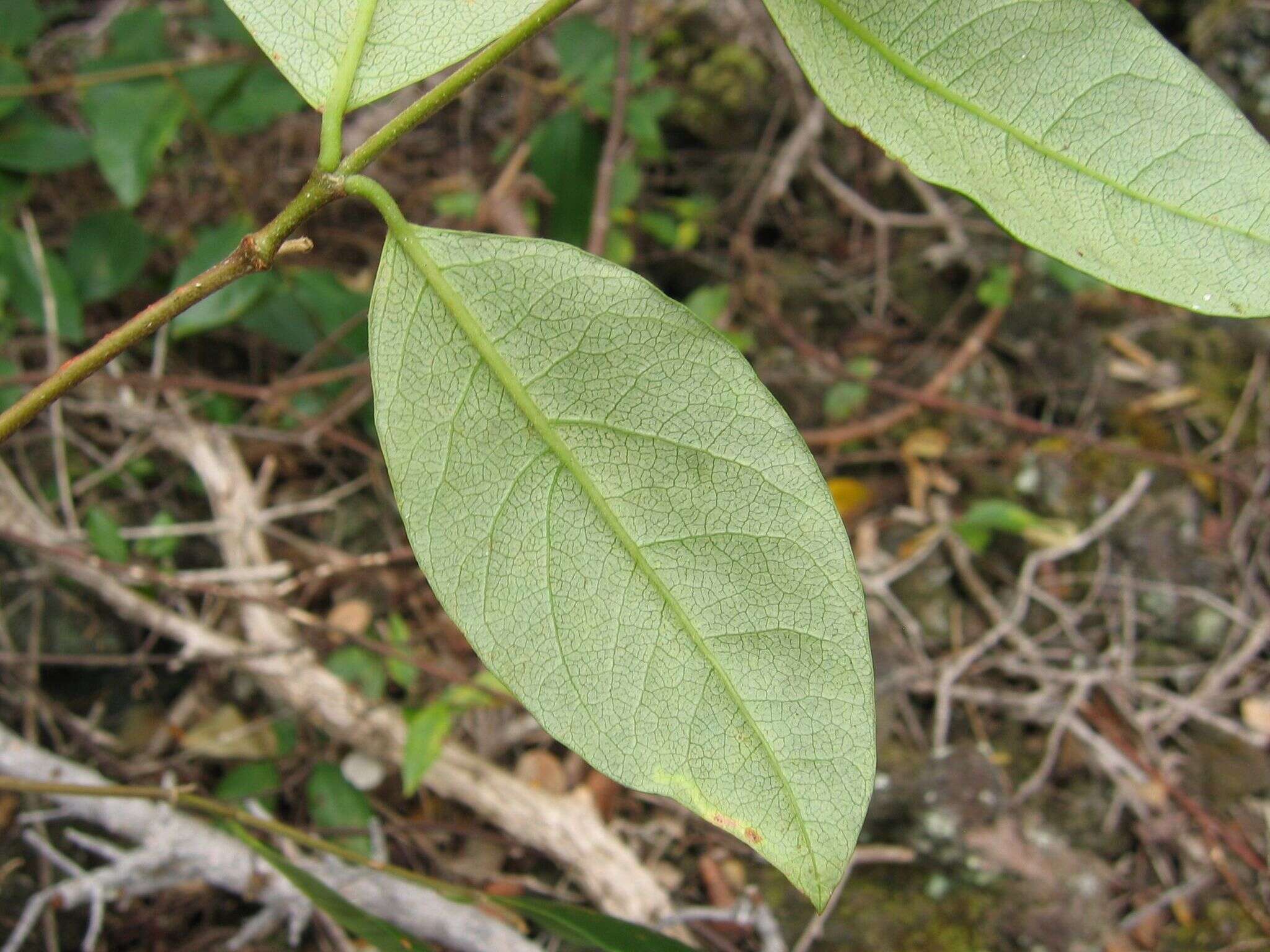 Image of variableleaf false ohelo