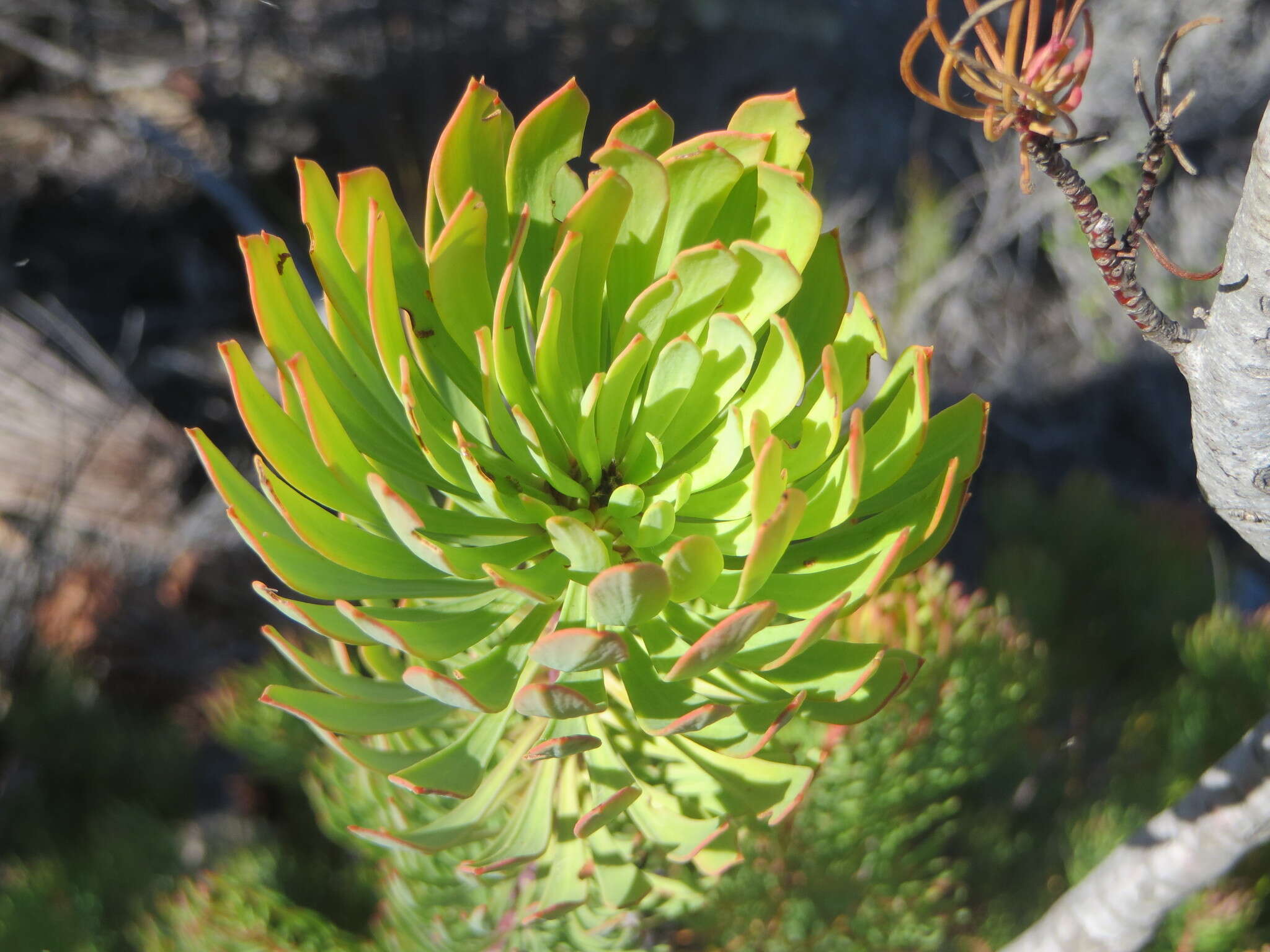 Plancia ëd Leucadendron comosum subsp. comosum