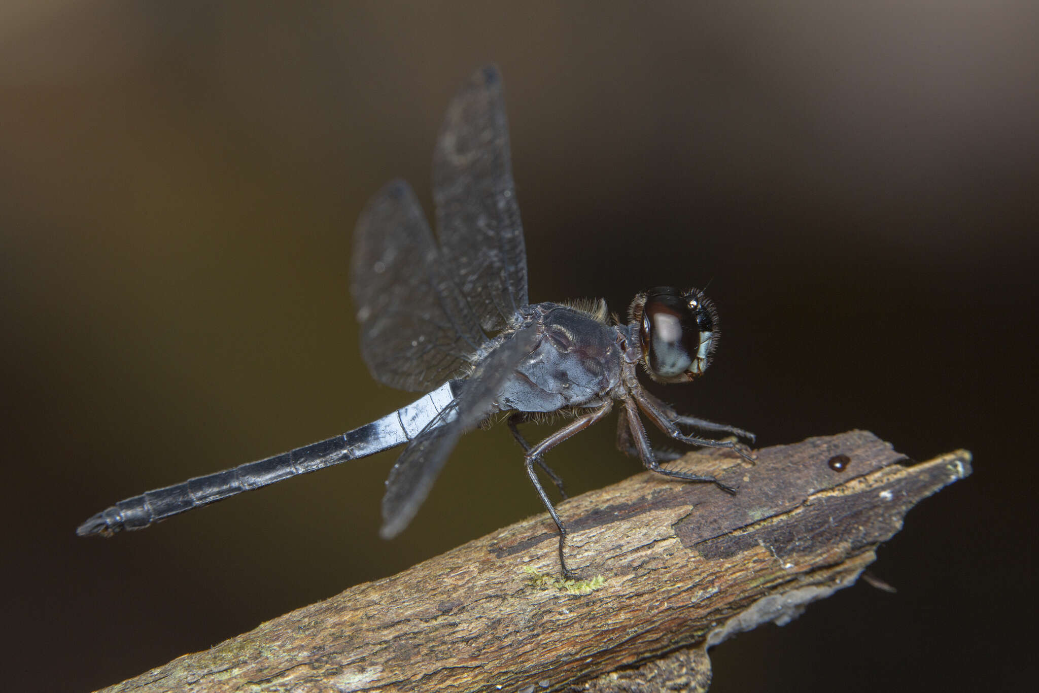 Imagem de Orchithemis pruinans (Selys 1878)