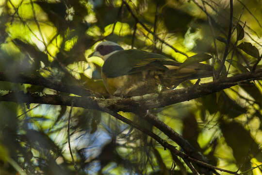 Image of red-eared fruit dove