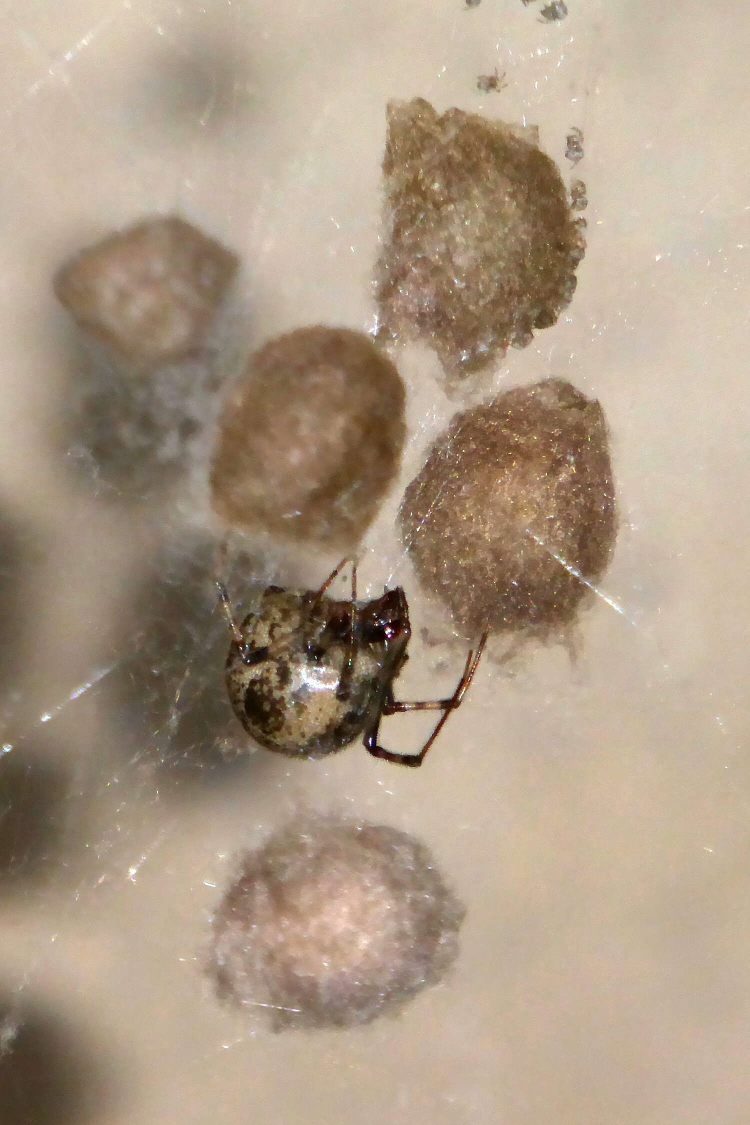 Image de Parasteatoda