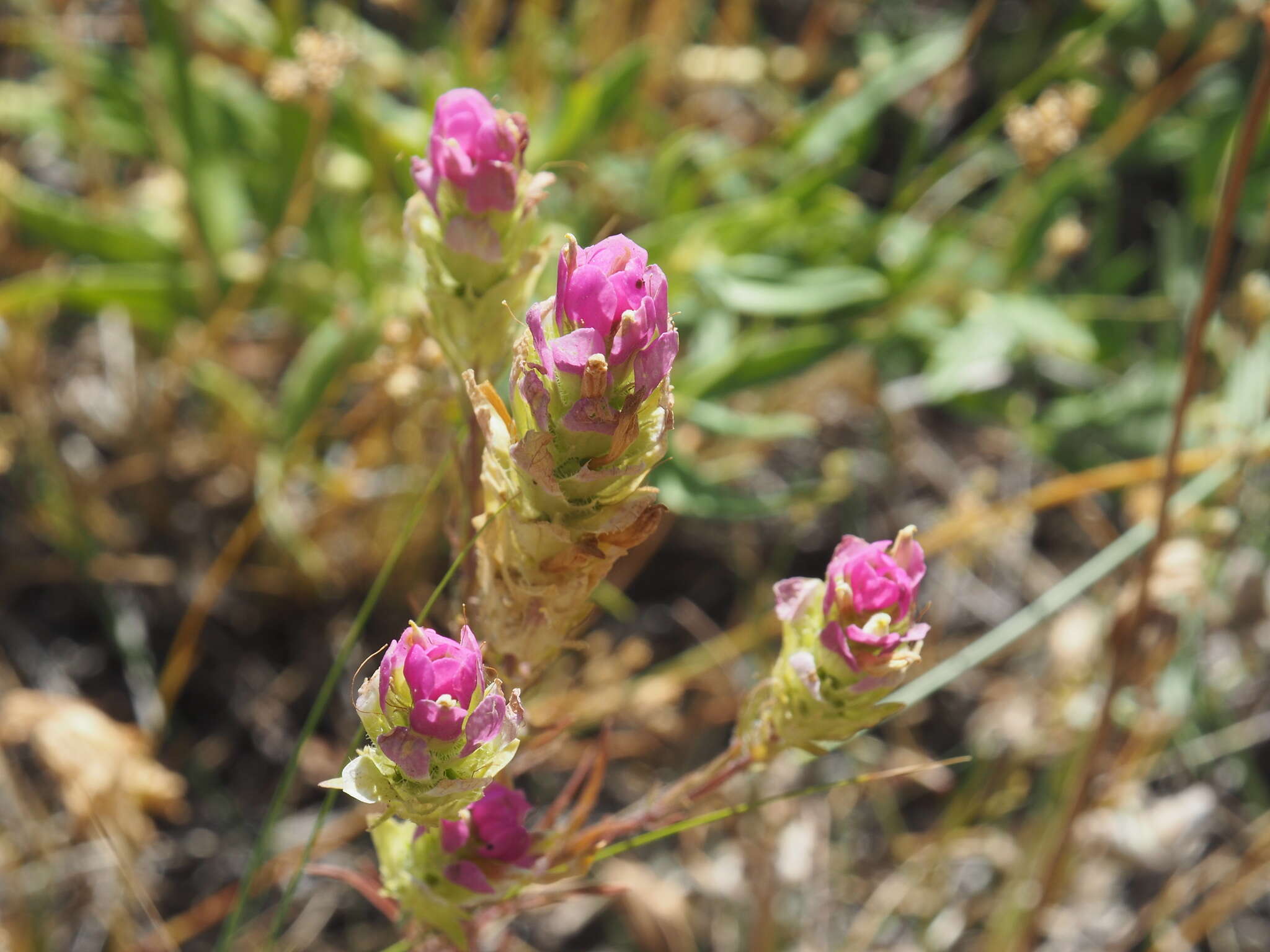 Imagem de Orthocarpus tenuifolius (Pursh) Benth.