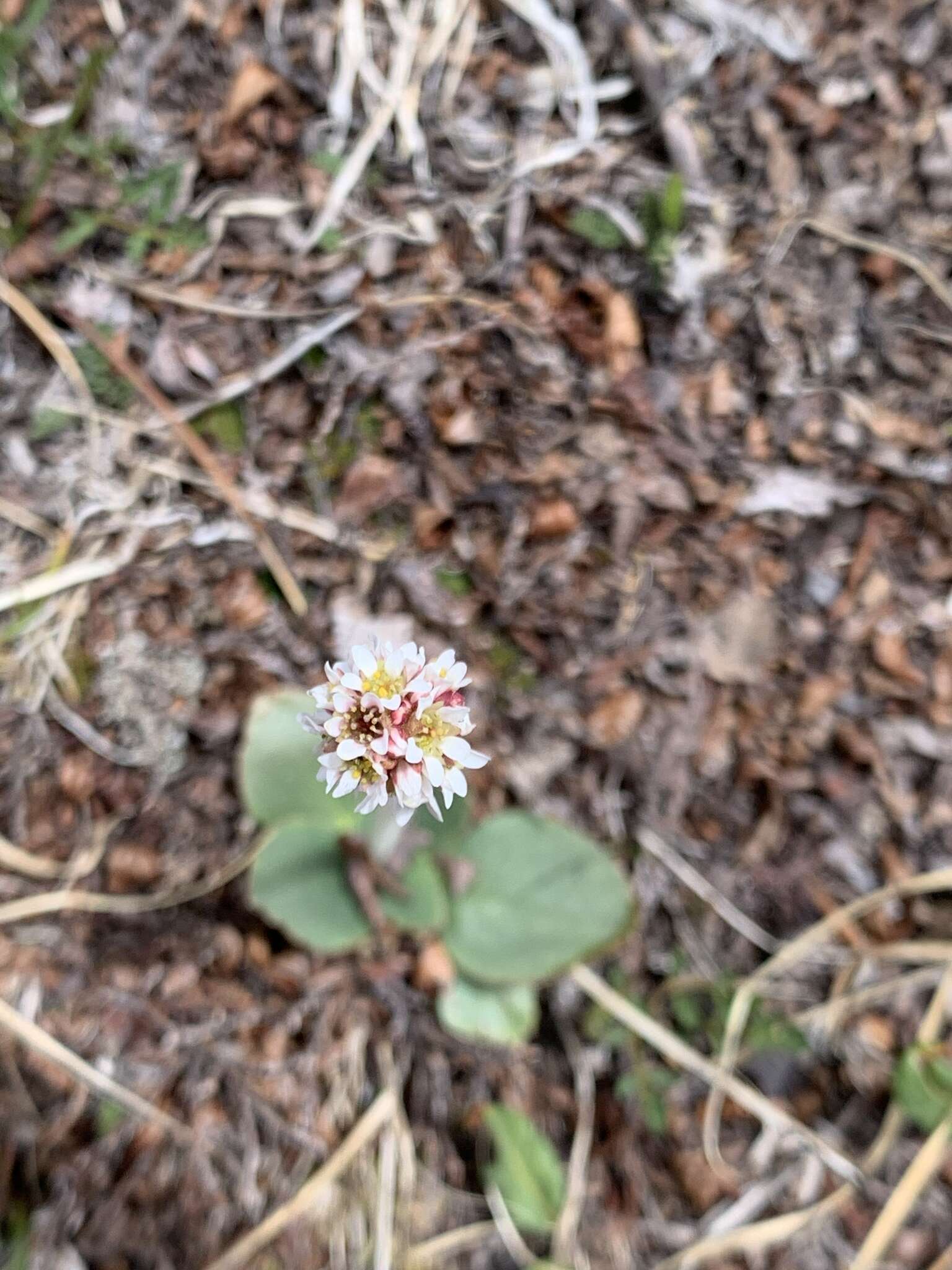 Image of Diamond-Leaf Pseudosaxifrage