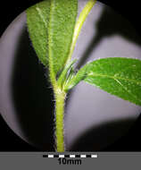 Image of Common Rock-rose