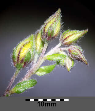 Image of Common Rock-rose