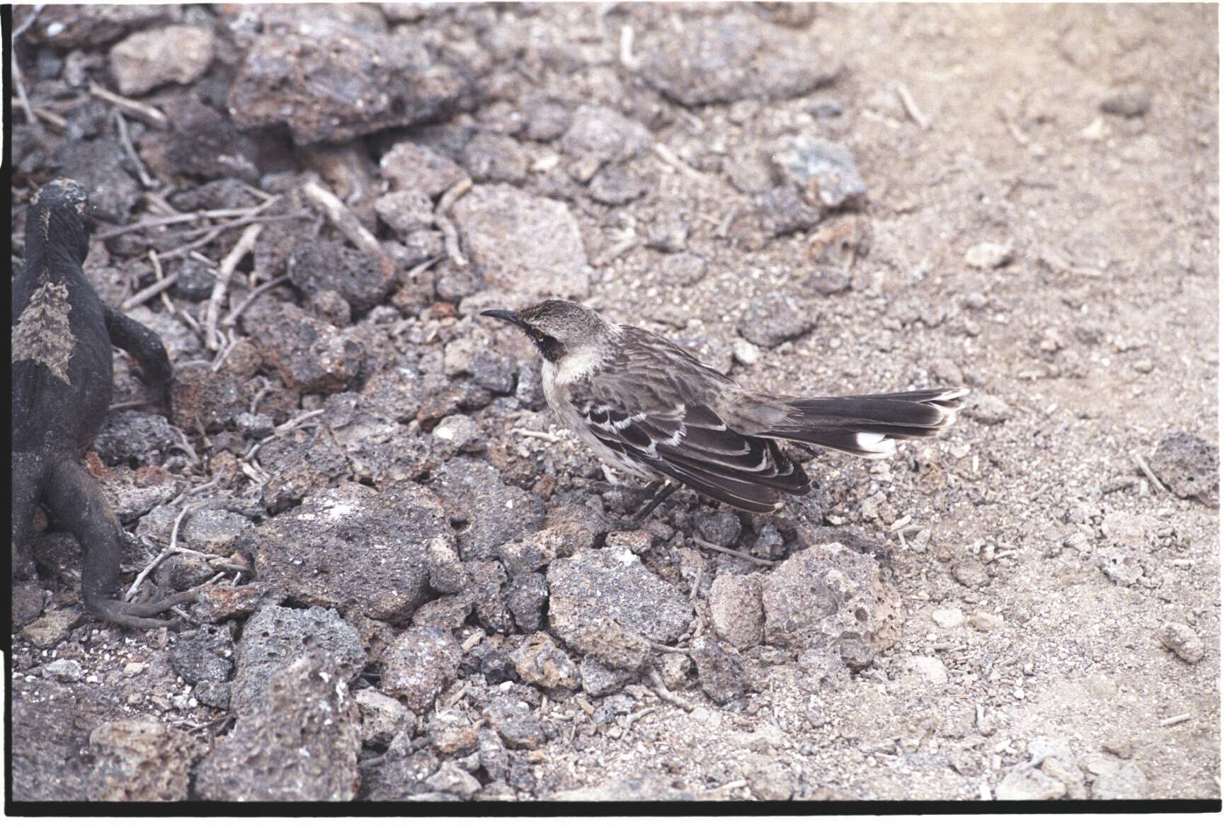 Image of Mimus parvulus bauri (Ridgway 1894)