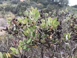 Image of Del Mar manzanita