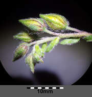 Image of Common Rock-rose