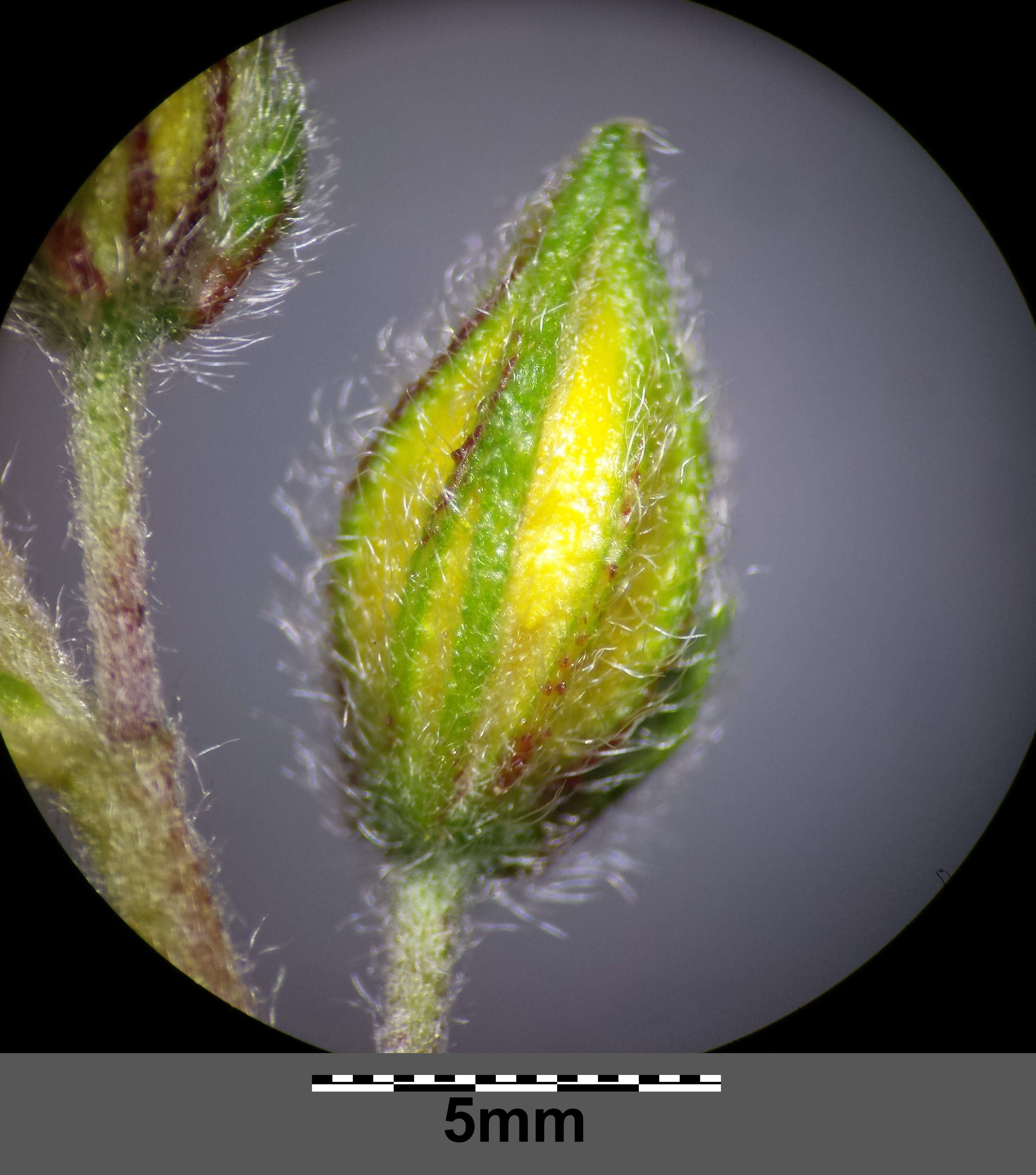 Image of Common Rock-rose