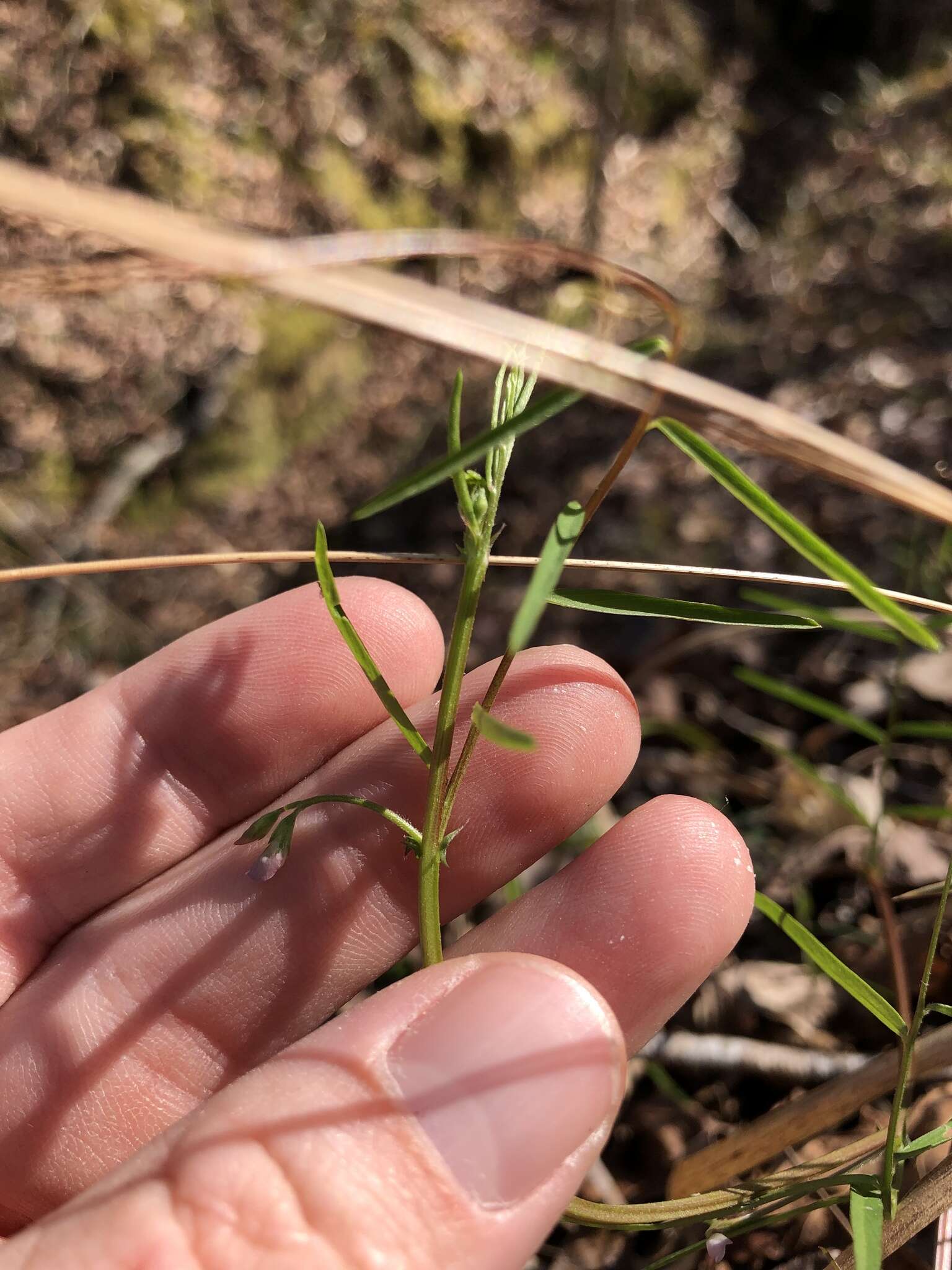 Sivun Vicia minutiflora D. Dietr. kuva