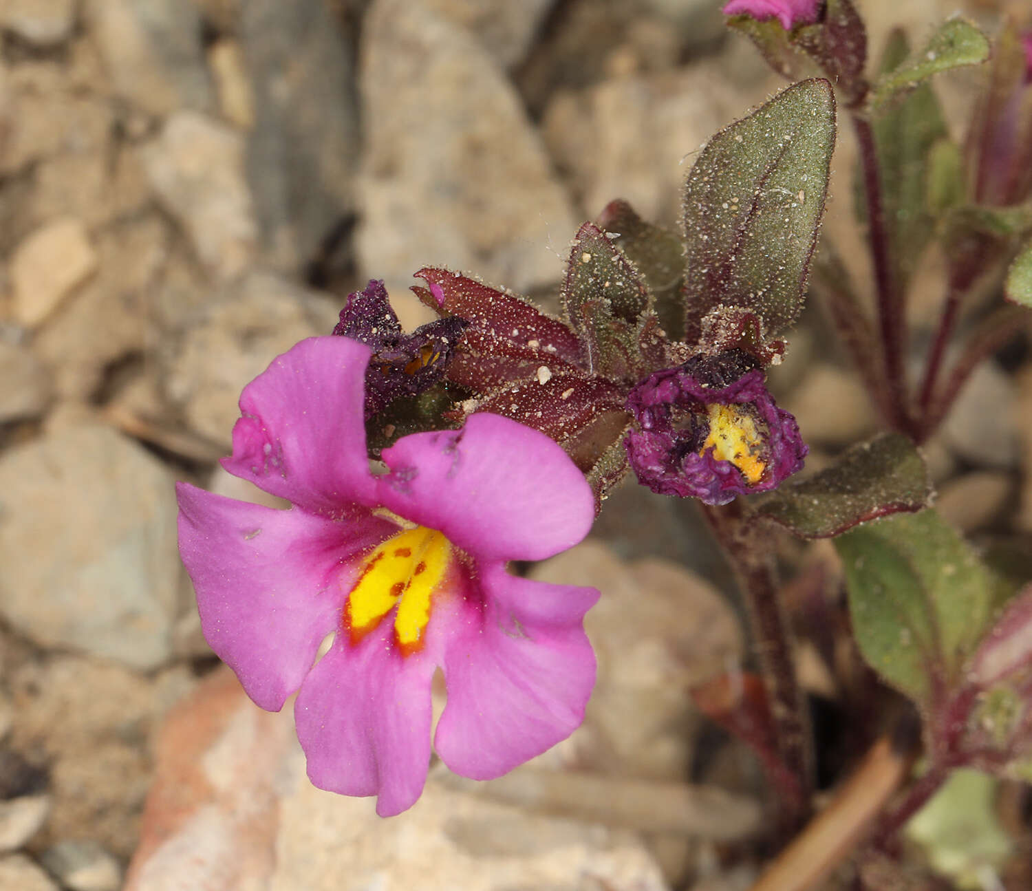 Image of annual redspot monkeyflower