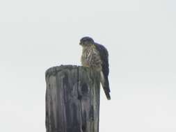 Image of Falco columbarius columbarius Linnaeus 1758