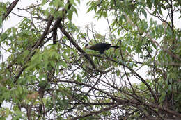 Image of White-crested Turaco