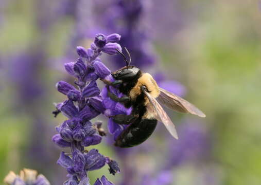 Image of Eastern Carpenter Bee