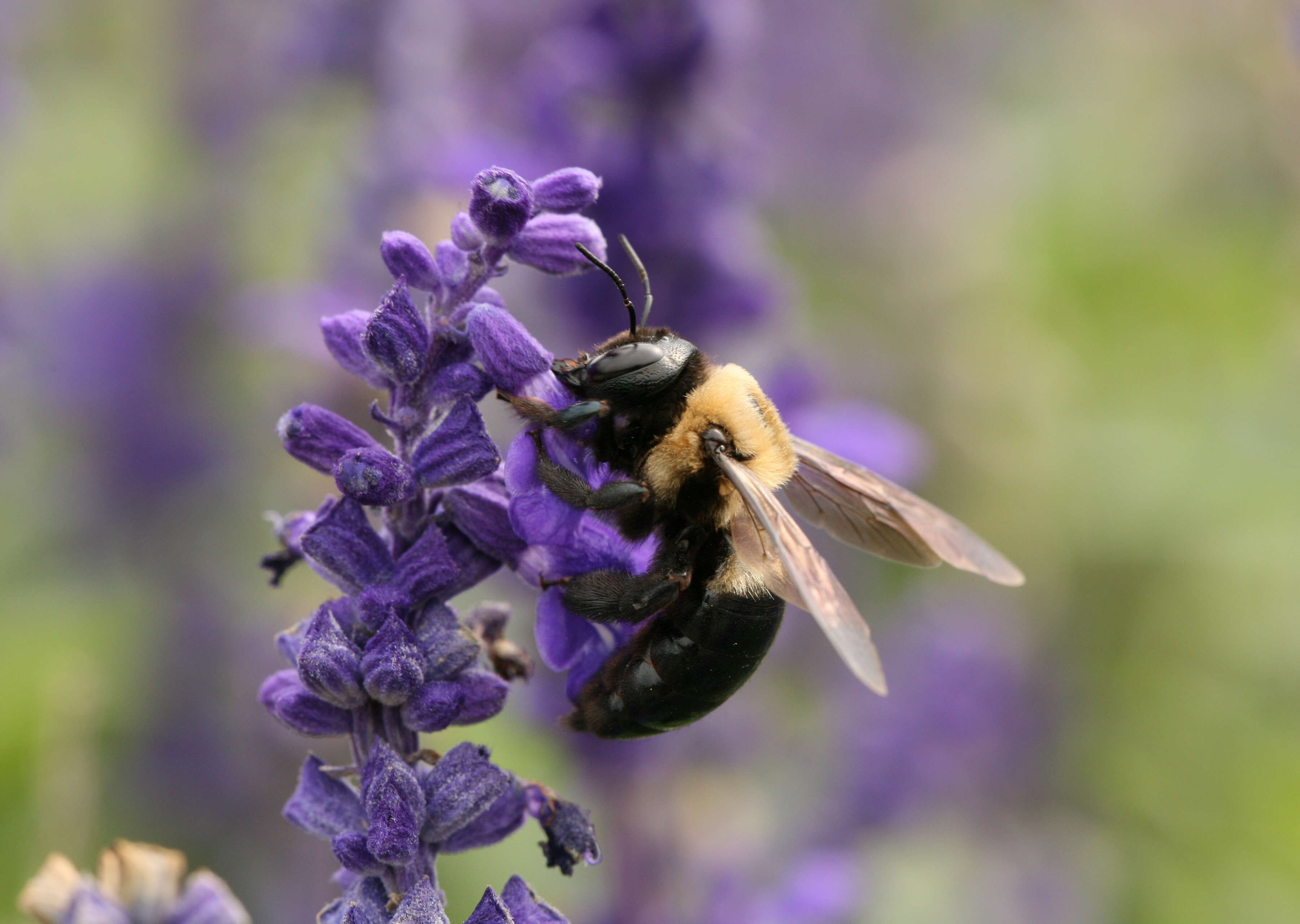 Image of Eastern Carpenter Bee