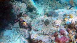 Image of Black-belt hogfish