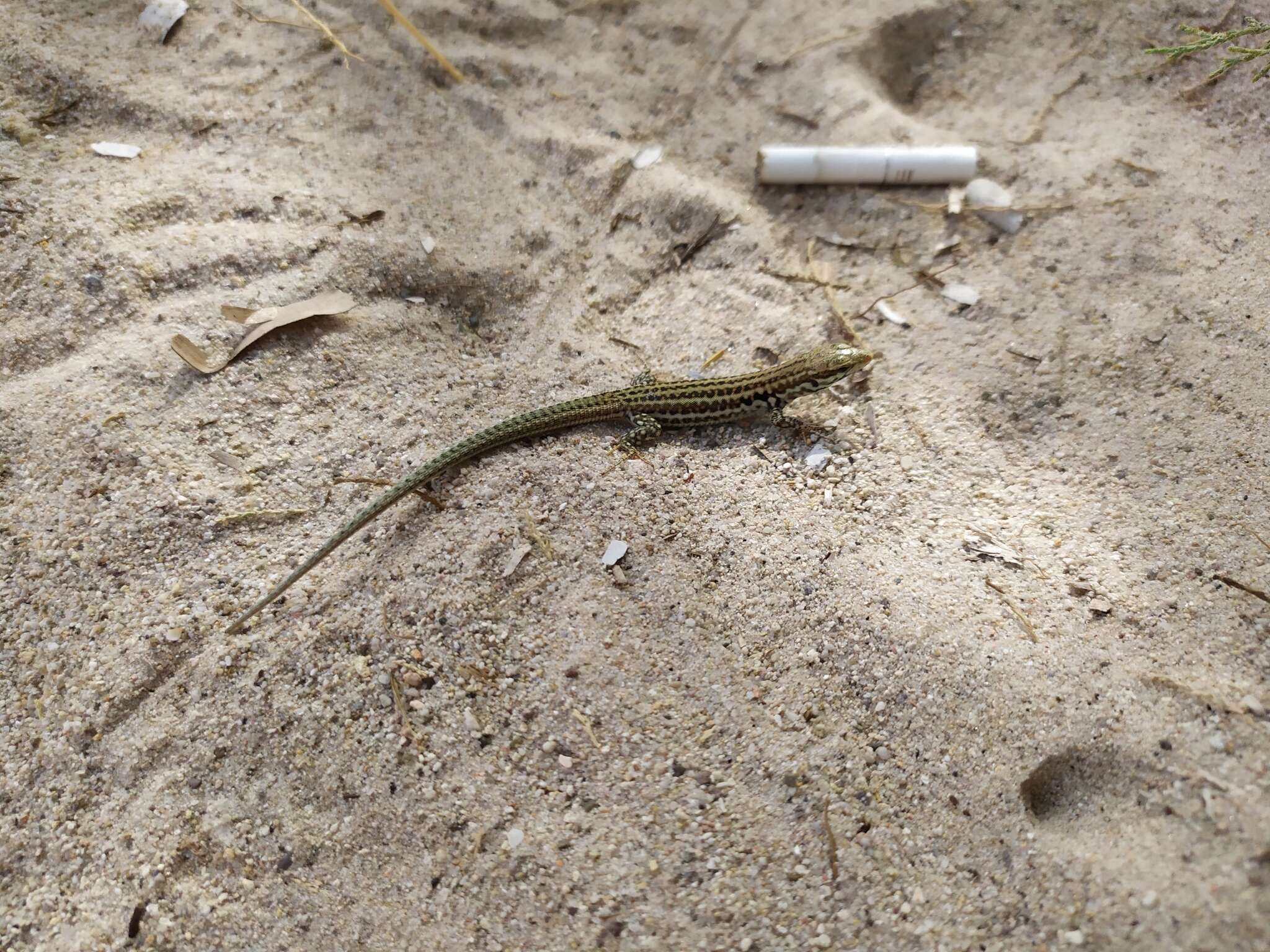 Image of Miles Wall Lizard