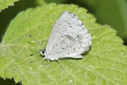 Image of <i>Celastrina humulus</i>