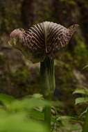 Image of Arisaema griffithii Schott