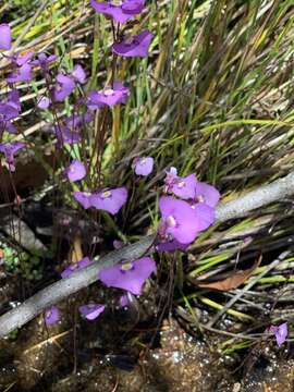 صورة Utricularia uniflora R. Br.