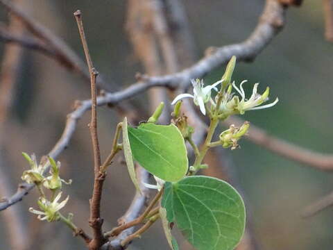 Imagem de Bauhinia racemosa Lam.