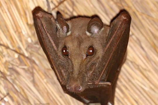 Image of Gambian Epauletted Fruit Bat