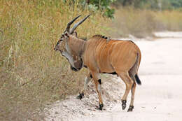 Image of giant eland