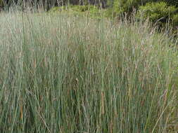 Image of Machaerina juncea (R. Br.) T. Koyama