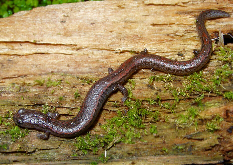 Image of Gregarious Slender Salamander