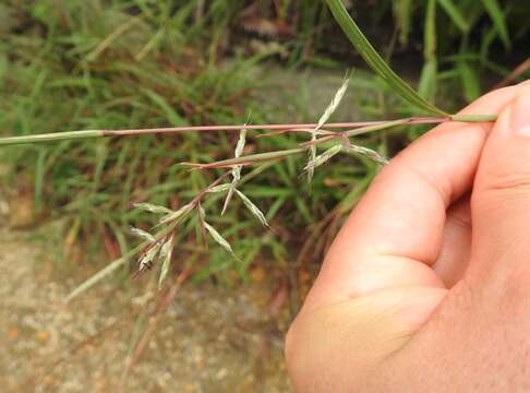 Image of Cymbopogon tortilis (J. Presl) A. Camus