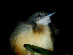 Image of Short-tailed Babbler