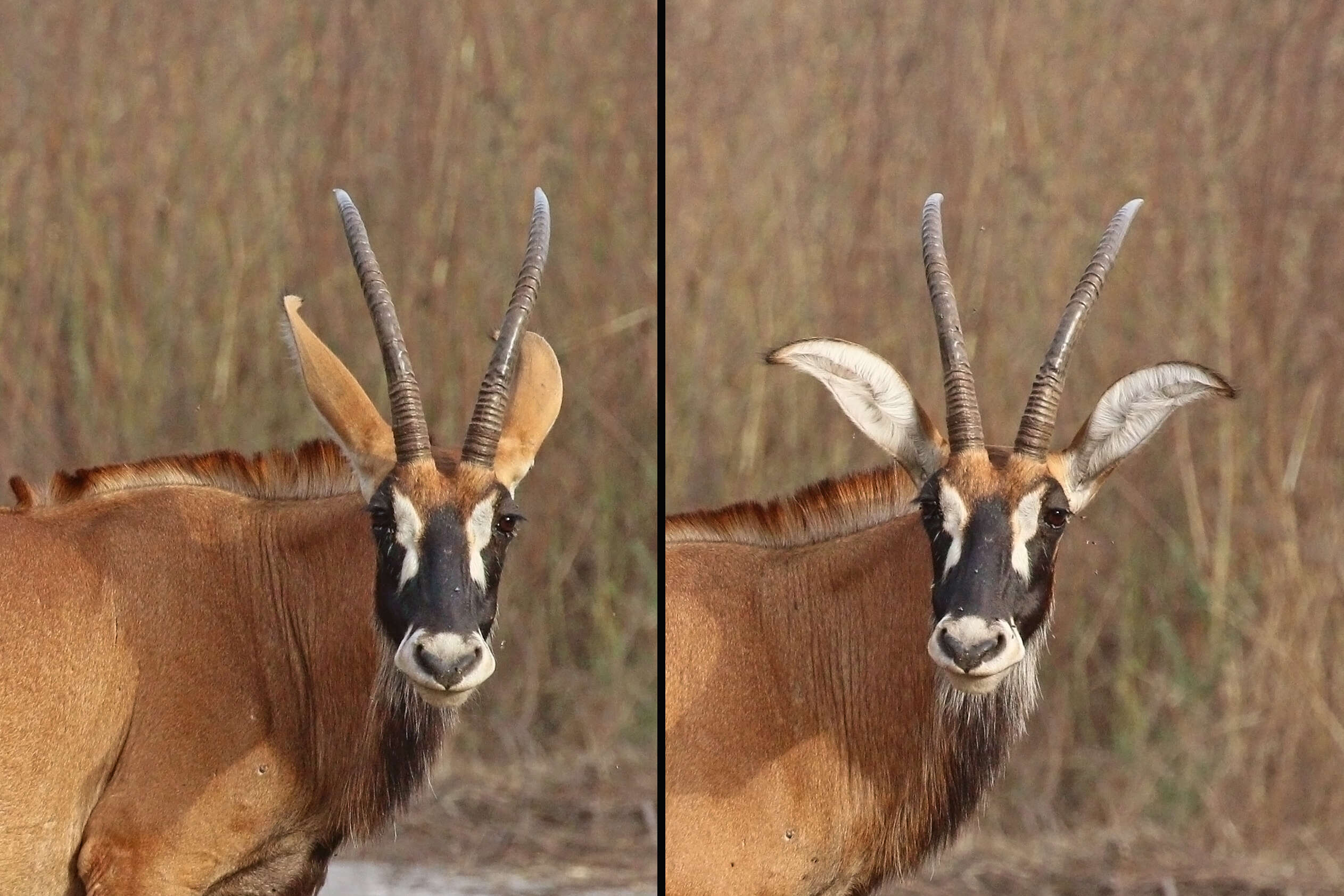 Image of Roan Antelope