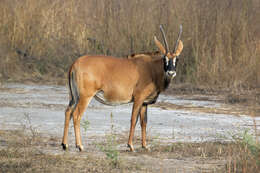 Image of Roan Antelope