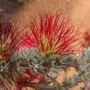 Image de Melaleuca cinerea Craven & R. D. Edwards