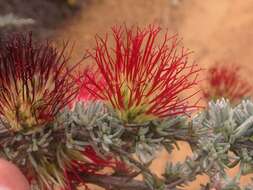 Image de Melaleuca cinerea Craven & R. D. Edwards