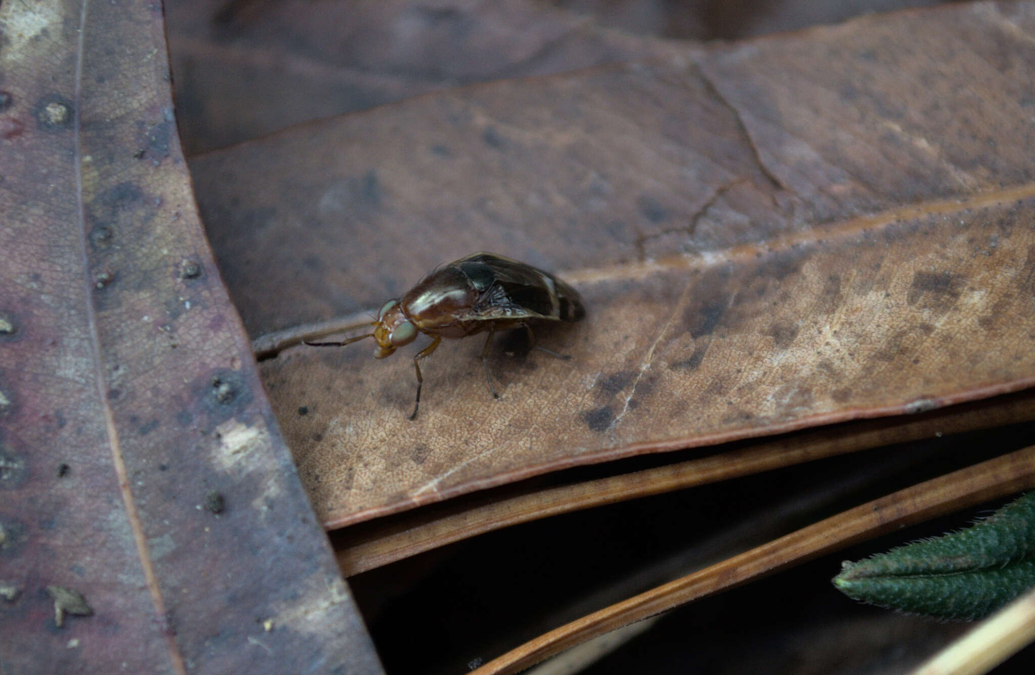 Слика од Depressa striatipennis Malloch 1927